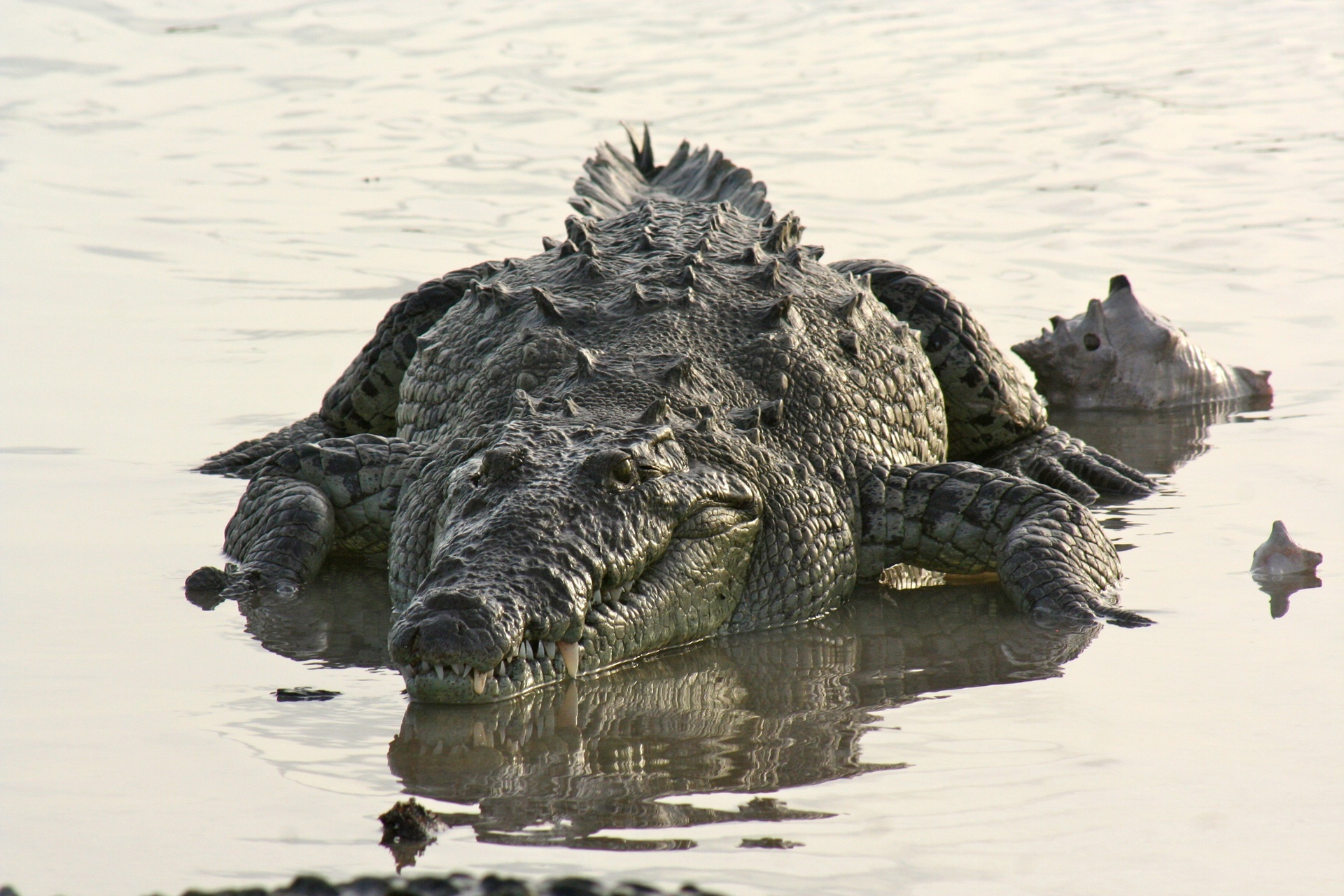 American Crocodile Education Sanctuary